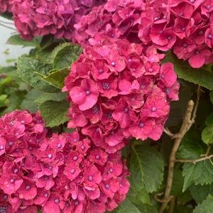 Meet your Posher, Daysi